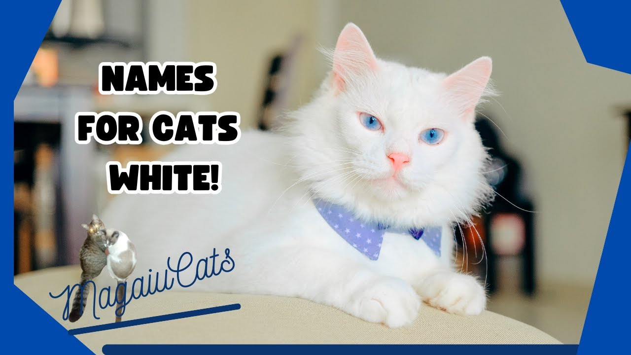32 NAMES FOR WHITE CATS!