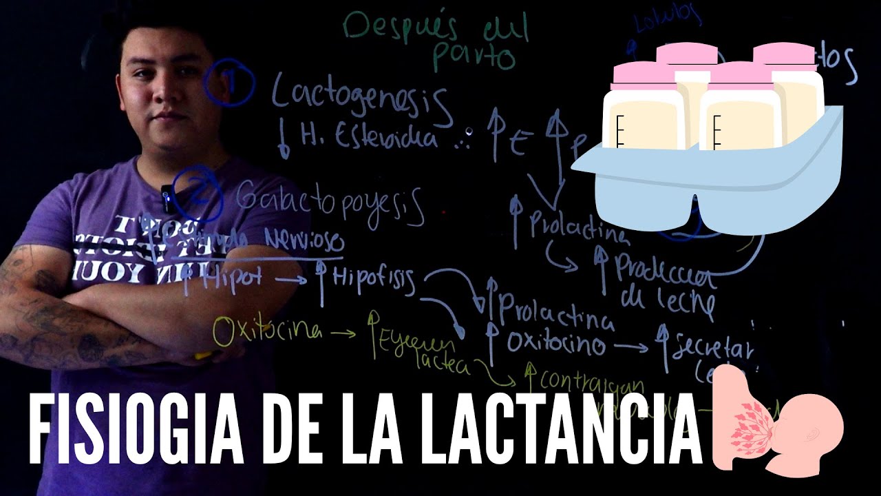 Physiology of Lactogenesis and Galactopoiesis | Easy | Anatomy in Nursing