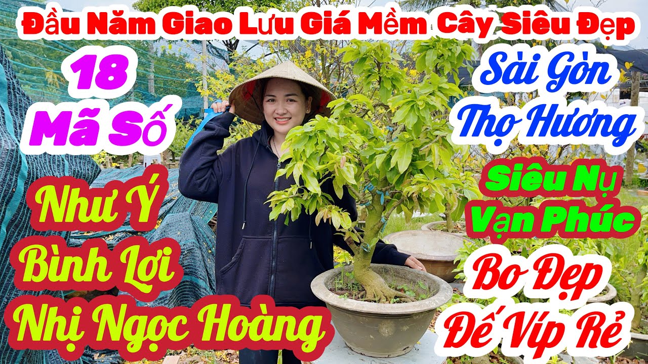 🌼M7(23/2)☎️0392 974 927👉Gặp Tuyền🌲Mai Vàng Giá Rẻ🌲Giao Lưu 18 Mã Số Nhiều Giống Bo Nhiều Mập Đẹp Rẻ 