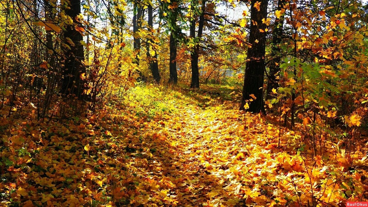 Cozy Autumn Forest 🍁 Gentle Nature Sounds for Relaxation