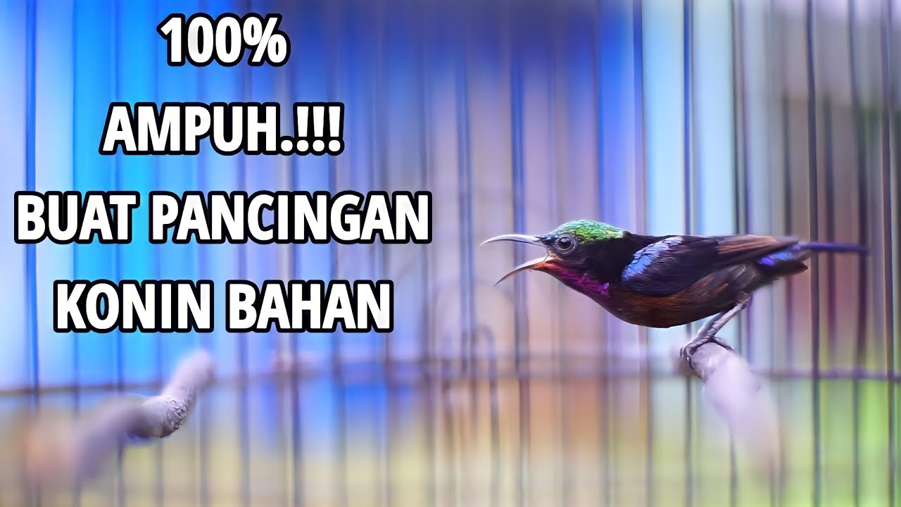 PANCINGAN TERCEPAT AMPUH BIKIN KONIN BAHAN IJOAN & OMBYOKAN IKUT BUNYI | KOLIBRI NINJA