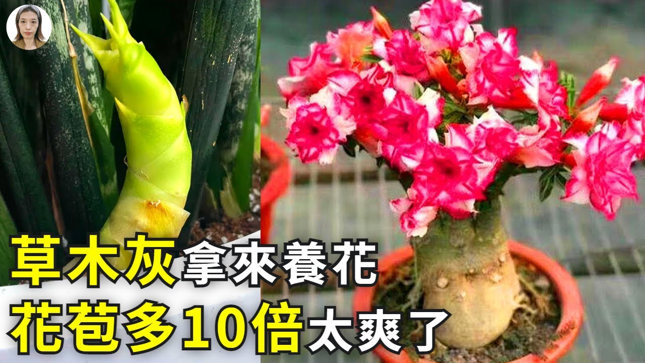 草木灰養花太神了，只要抓一把撒到盆裡面，新芽花苞翻10倍，太爽了！|花花世界