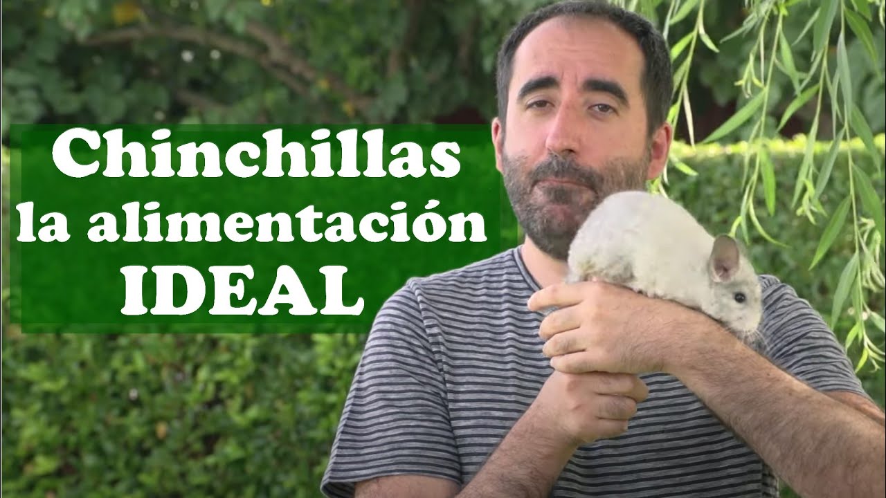 Chinchillas: La alimentación ideal para chinchillas