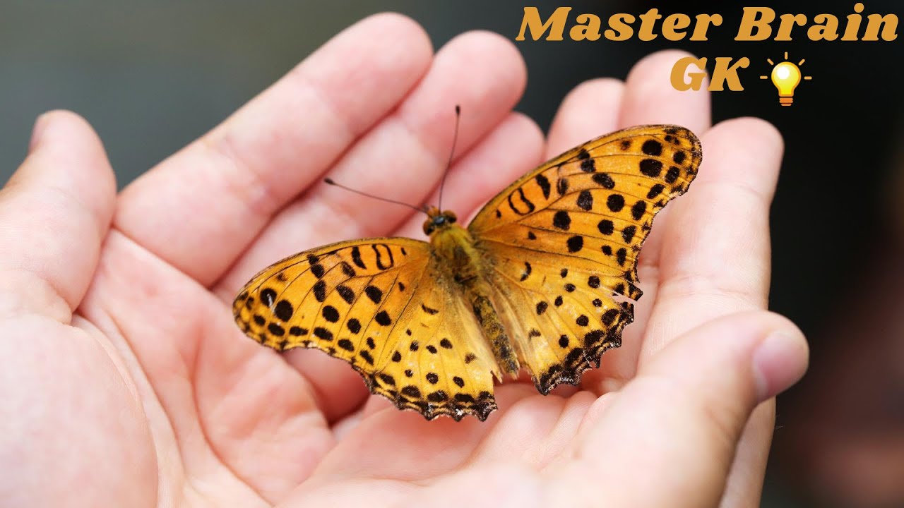 Colourful Butterfly | Amazing Insects In The World | Beautiful Butterflies