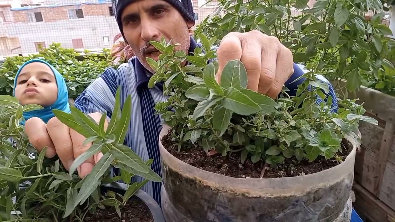 الفرق بين النعناع السعودي والحبق يلا نصحح الأخطاء دي بكل سهوله
