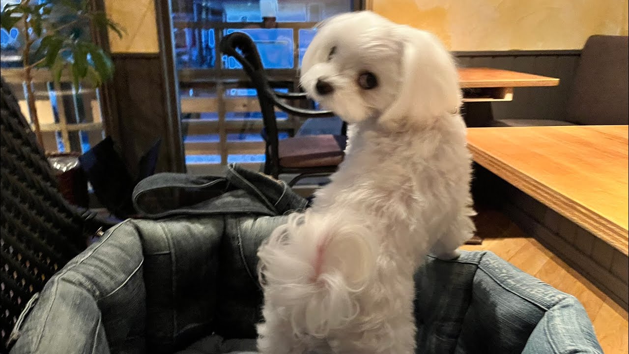 軽井沢旅行記🐶'25.6 わんこに優しいめちゃうまい居酒屋へ✨