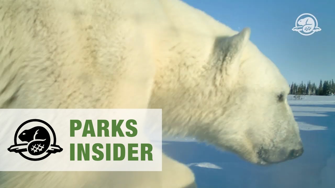 Polar bears in Wapusk National Park