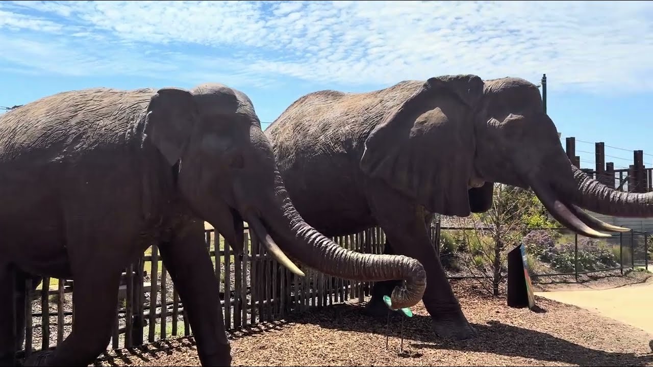Werribee Open range zoo