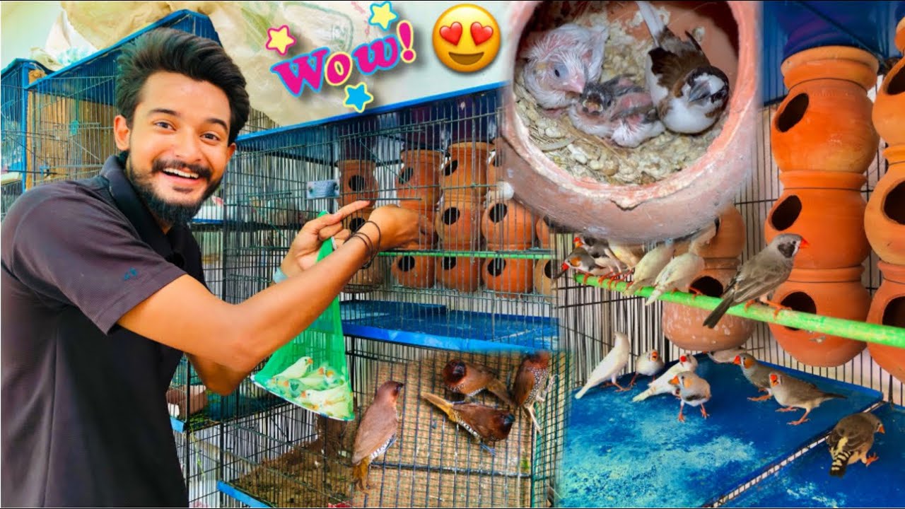 2 Saal Bad Finch Ne Bache Nikal Liye😍 Blue Fisher Ur Gya Bacho Ko Chor Kr🥺