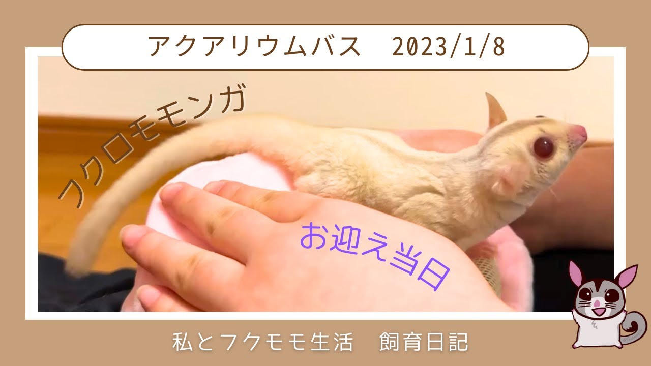 [飼育日記20]ペル君のお嫁さん候補のフクロモモンガお迎え当日の様子