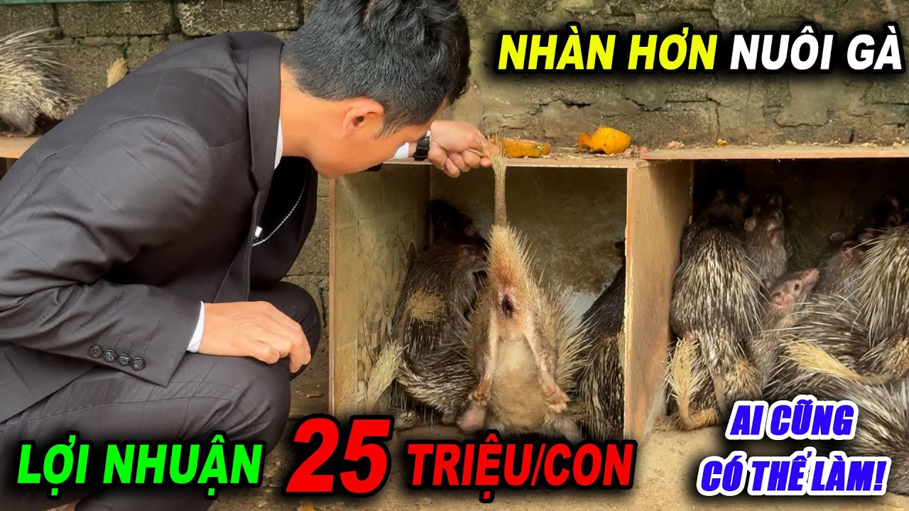 NUÔI DON THẢ VƯỜN: NHÀN HƠN NUÔI GÀ, LỢI NHUẬN KHIẾN NHIỀU NGƯỜI BẤT NGỜ! | CHĂN NUÔI VIỆT