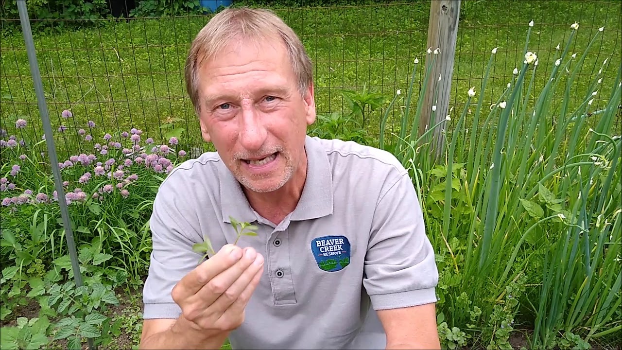 Foraging Weeds From your Garden