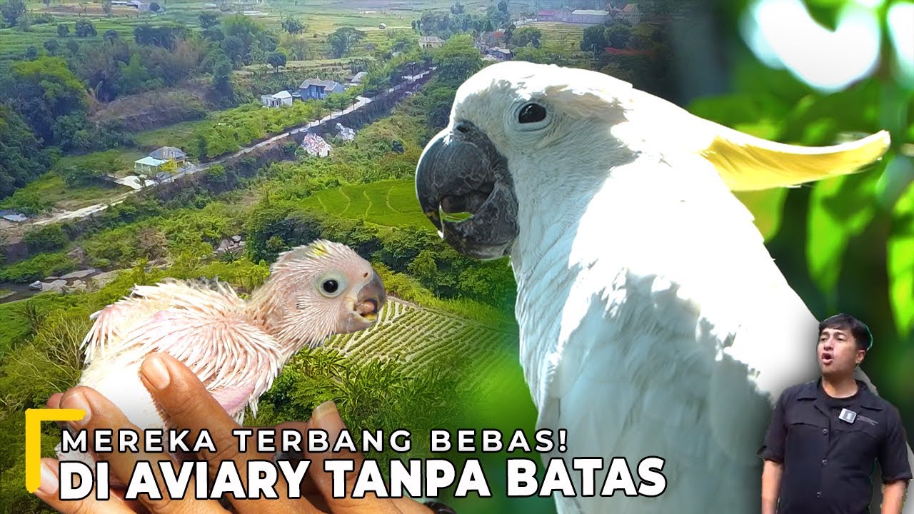 AVIARY INI GAK PUNYA TEMBOK… TAPI BURUNGNYA GAK KABUR !