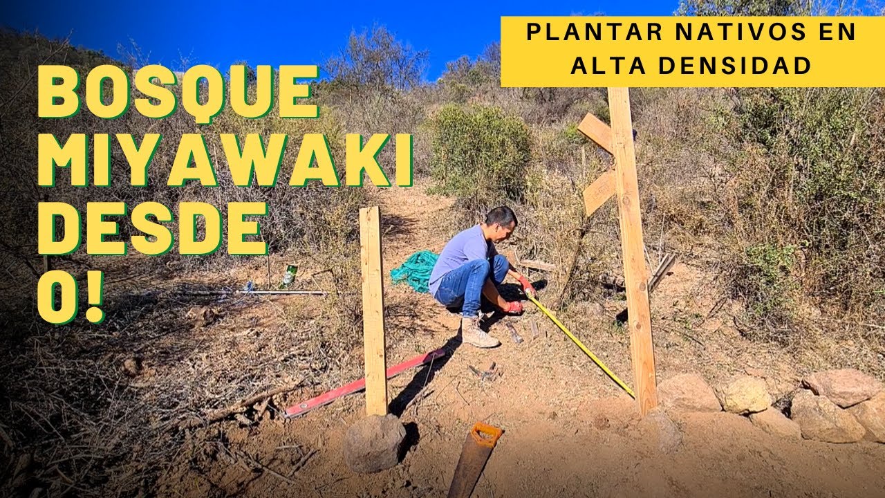🌳 Mi BOSQUE MIYAWAKI: PLANTAR nativos O ÉNDEMICOS en ALTA DENSIDAD dsd 0 PROYECTO SUSTENTABLE ÑAMKU