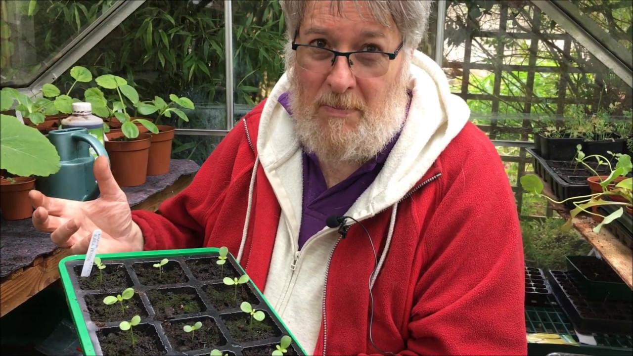 Quest for Veg - damping off disease