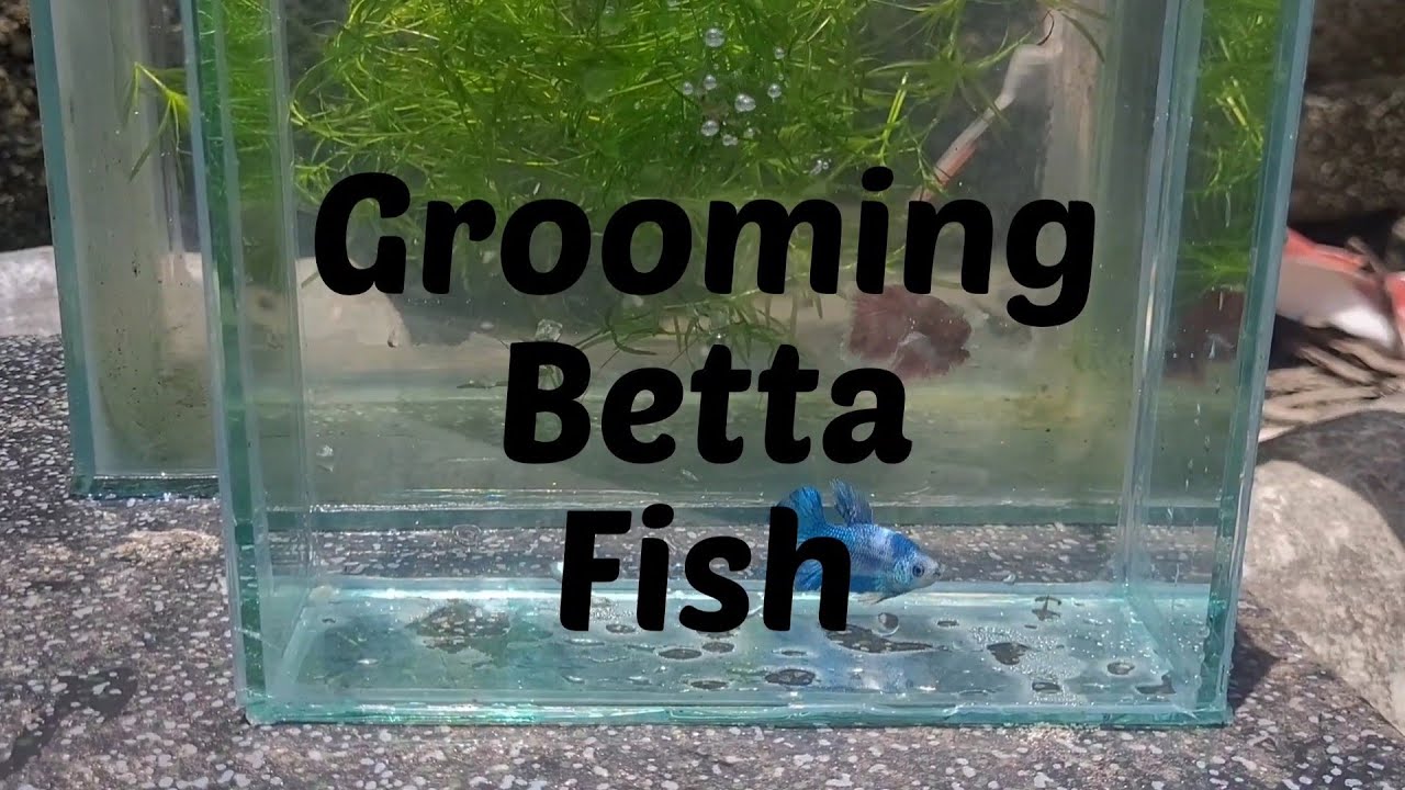 Grooming Betta Fish- Betta Farm at Home!