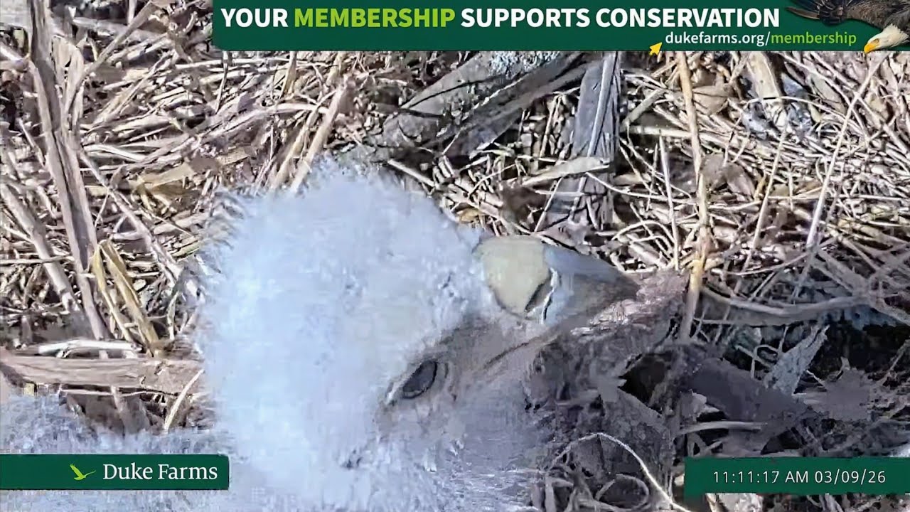 Duke Farms Eagle Cam 2026.3.9 🐣15days old