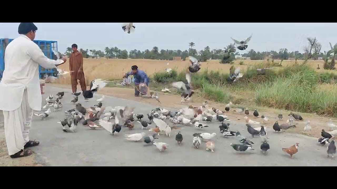 Sidhe pair wali chot barbadi wali ek dost ke Jyada kabutar Gir Gaye