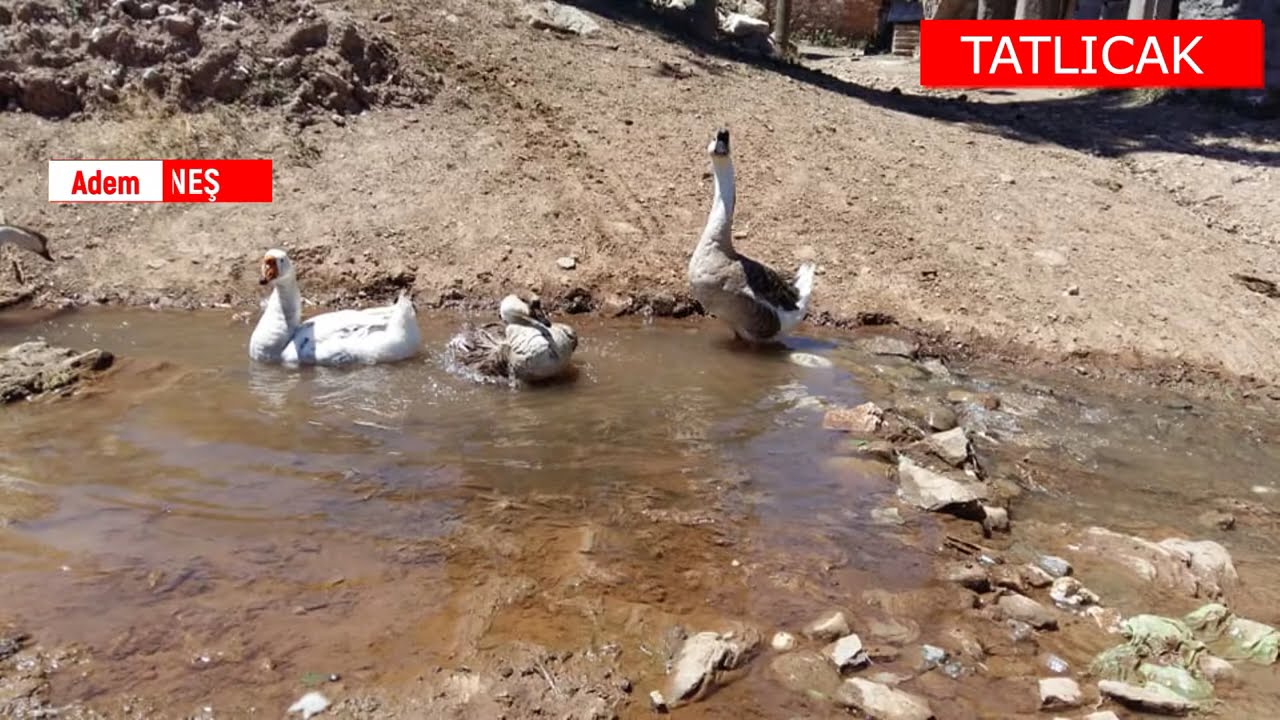 Tatlıcak köyü sivas