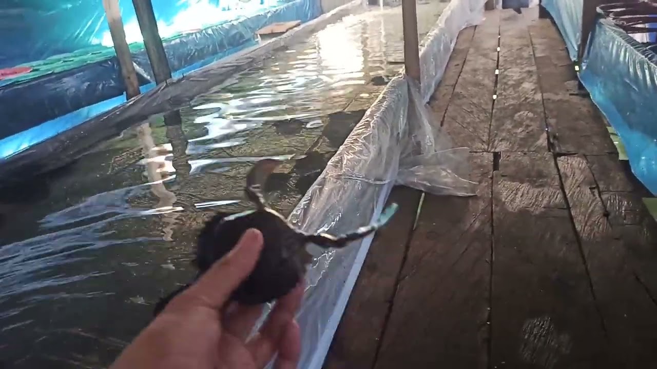 wajib dilakukan, proses awal masuk bibit kepiting Soka yg benar, untuk sistem budidaya rumahan
