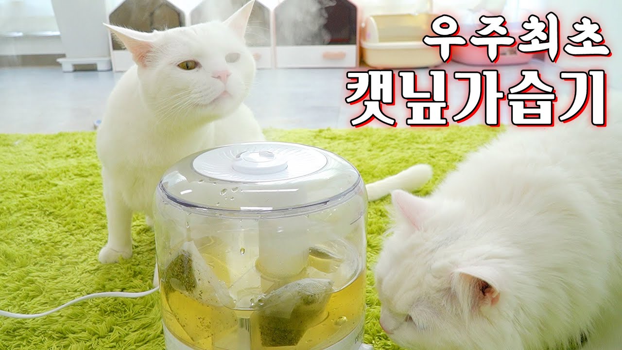 캣닢가습기??? 고양이들이 미칩니다 ㅋㅋ | 고양이산책