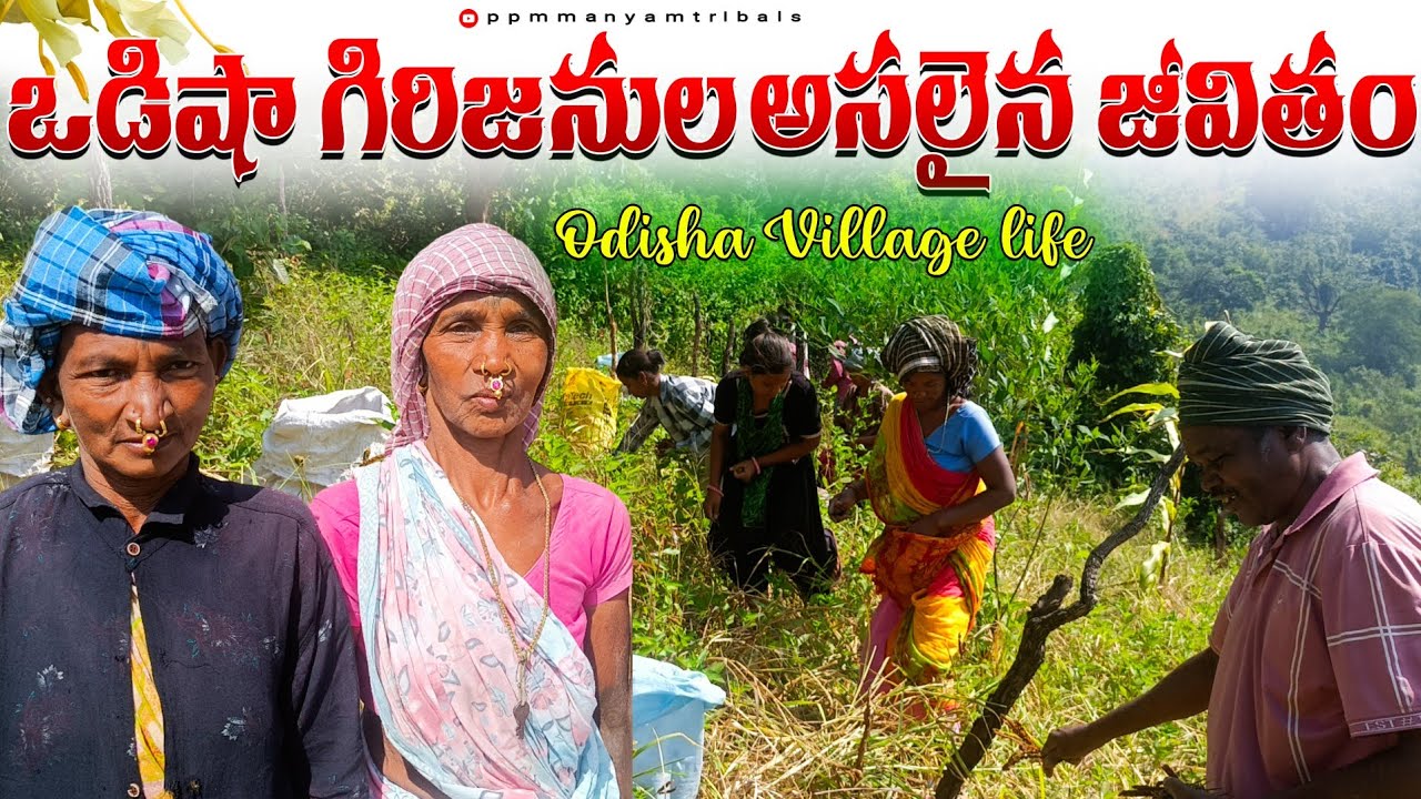 Unseen Odisha Tribal Village Life | Rayagada ఆదివాసీ జీవనం | #villagelife #tribal