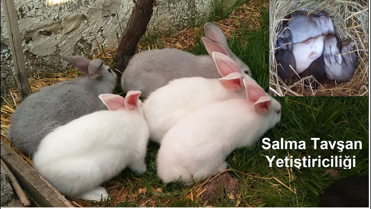 Salma Tavşan Yetiştiriciliği Nasıl Yapılır? Nelere Dikkat Edilmeli