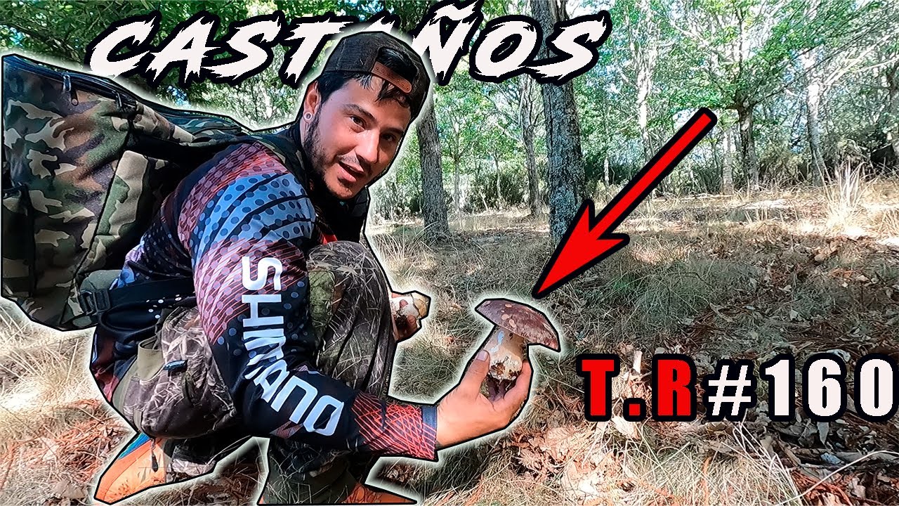 ⚠️BOLETUS EDULIS🍄 BAJO CASTAÑOS🦚👈