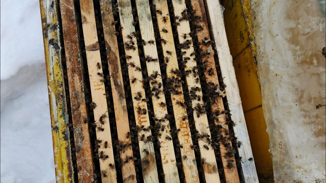 Воскресили пчел из мертвых #bee #beekeeper #пасека #пчеловодство 