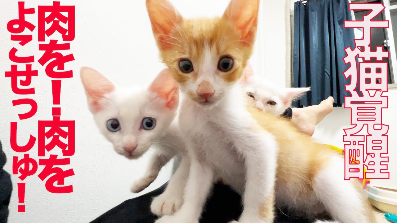 保護子猫4姉弟、馬刺しをキメて覚醒する