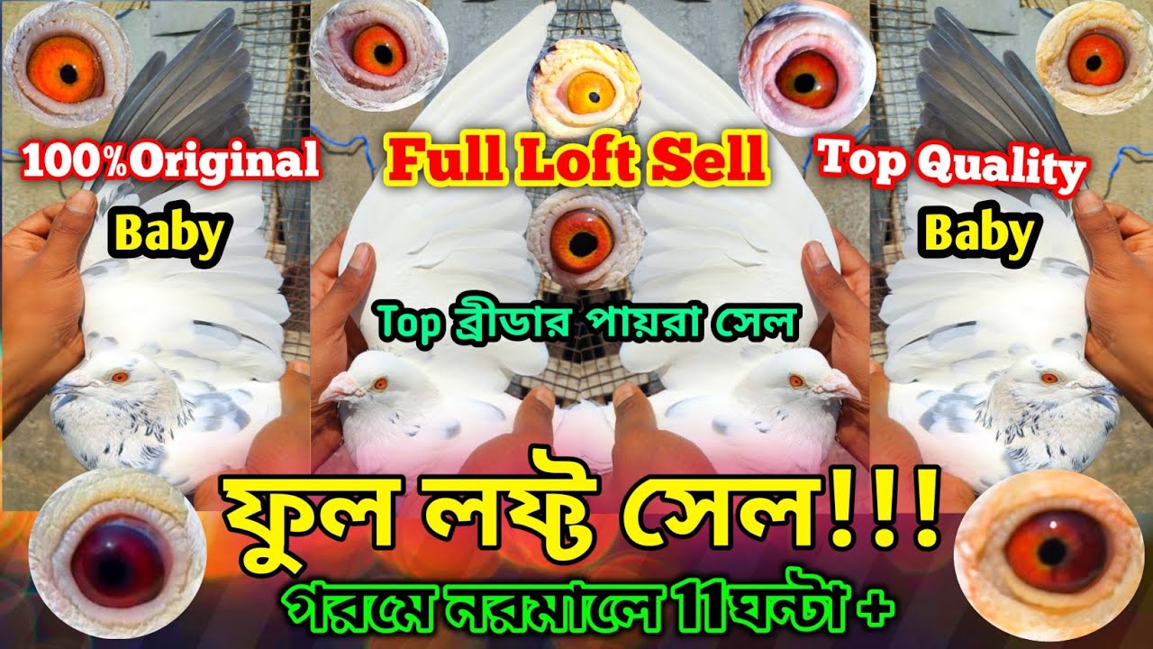 ১০০%🔥গরমে🌡️১১ঘন্টার বেশি  উড়ান ❤️‍🔥 তাই ফুল লফ্ট সেল!! | অরিজিনাল ব্রিডিং পায়রা #sonaipigeonsvlogs
