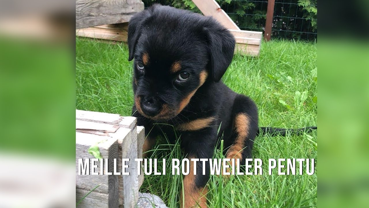Meille tuli rottweiler pentu
