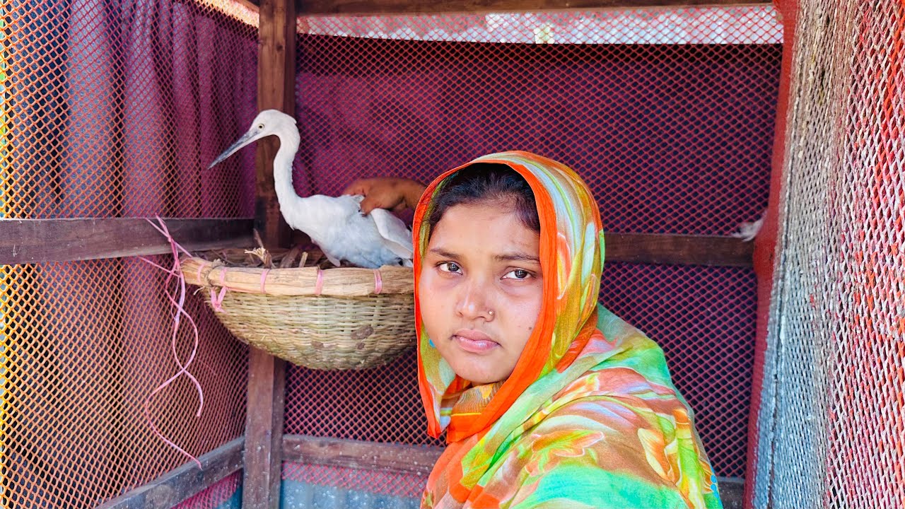 বক পাখির বাসা বড় করে বানিয়ে দিলাম | Bd life