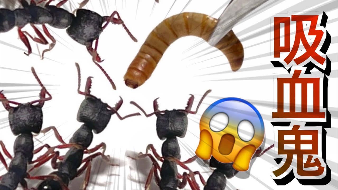 ヴァンパイアと呼ばれるアリの捕食が衝撃的すぎた……
