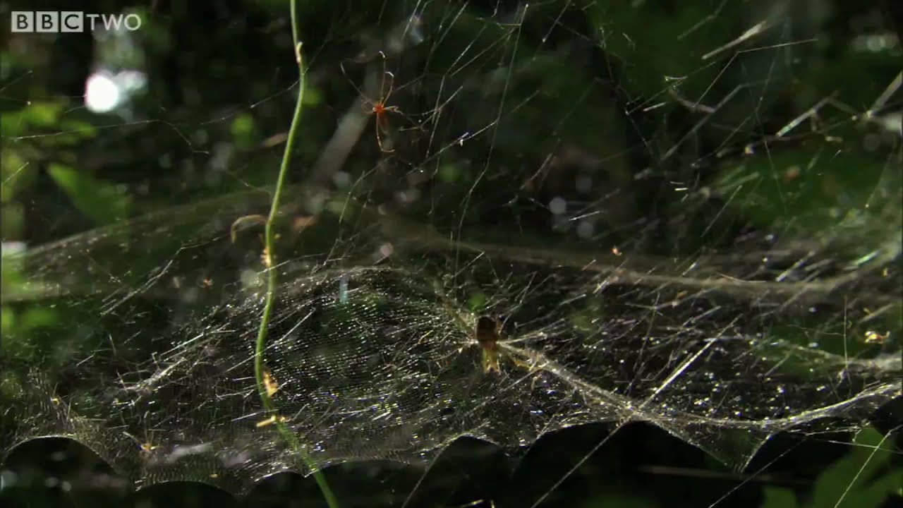 HD: Spider Web Fishing - South Pacific - BBC
