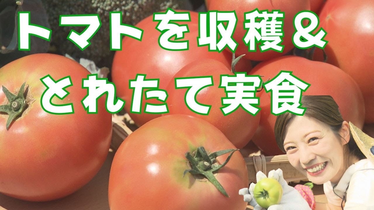 トマト収穫体験＆とれたてを実食！！　【イチモニ農園#４】