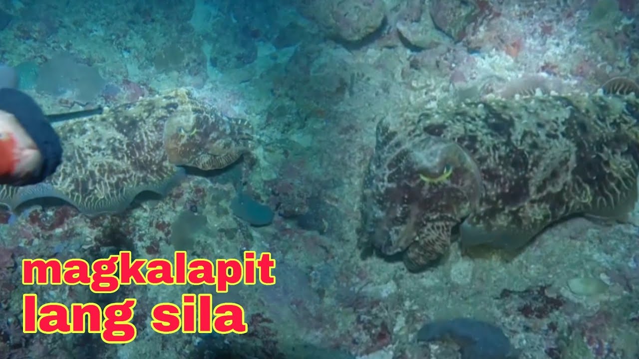ep660 dalwang malaking kulambutan magkalapit lang