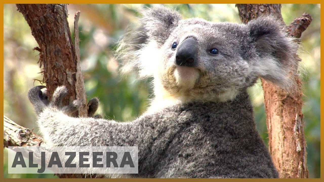 🇦🇺 Koalas among species threatened by Australia deforestation | Al Jazeera English