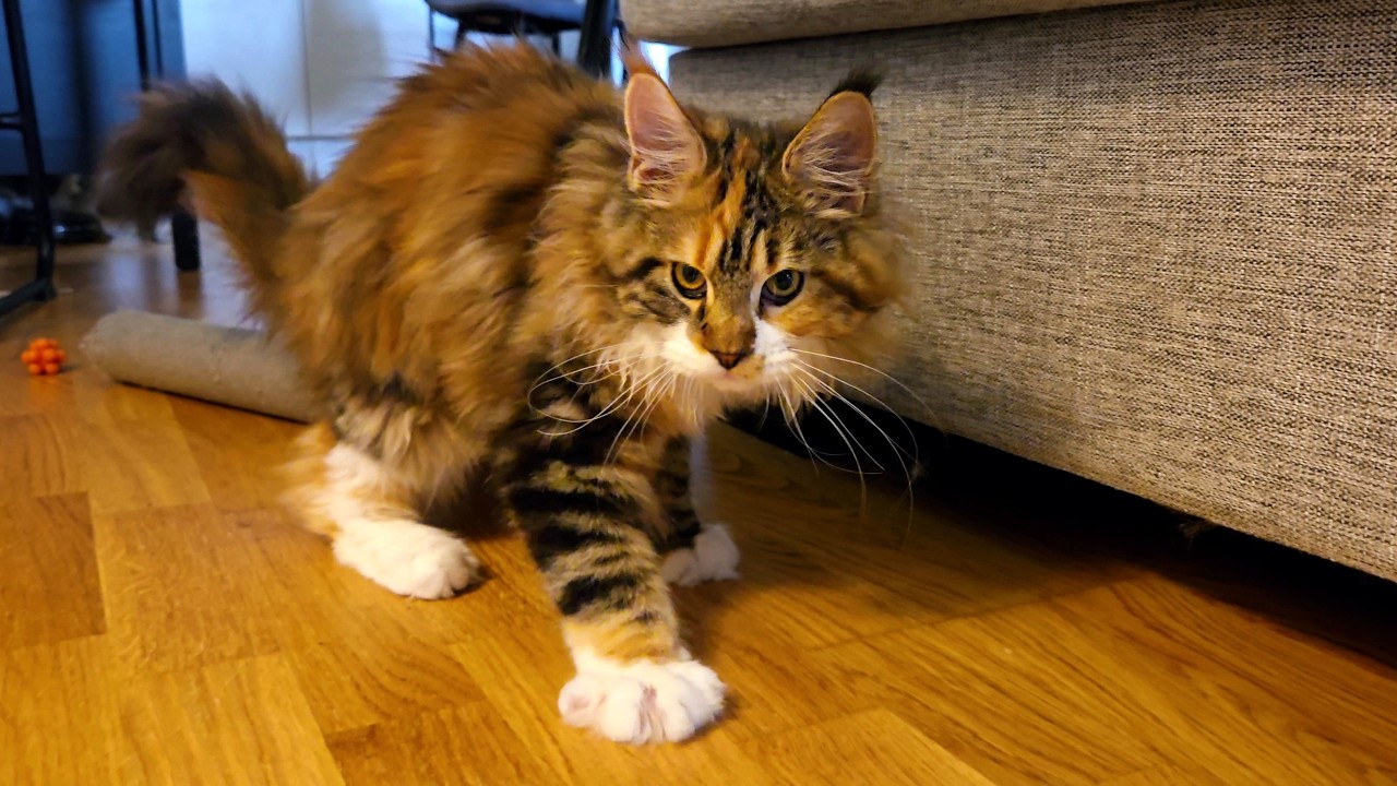 Kitten Iris MUST Get Under the Sofa!