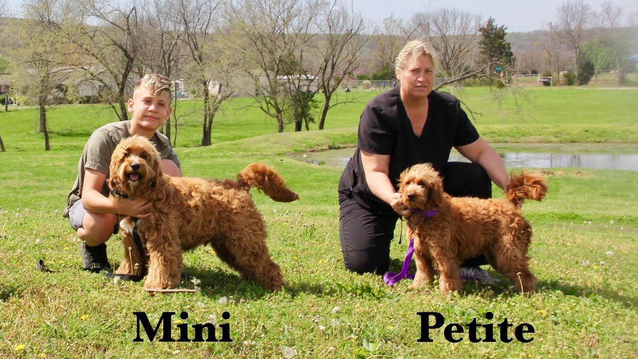 Golden Doodle Sizes