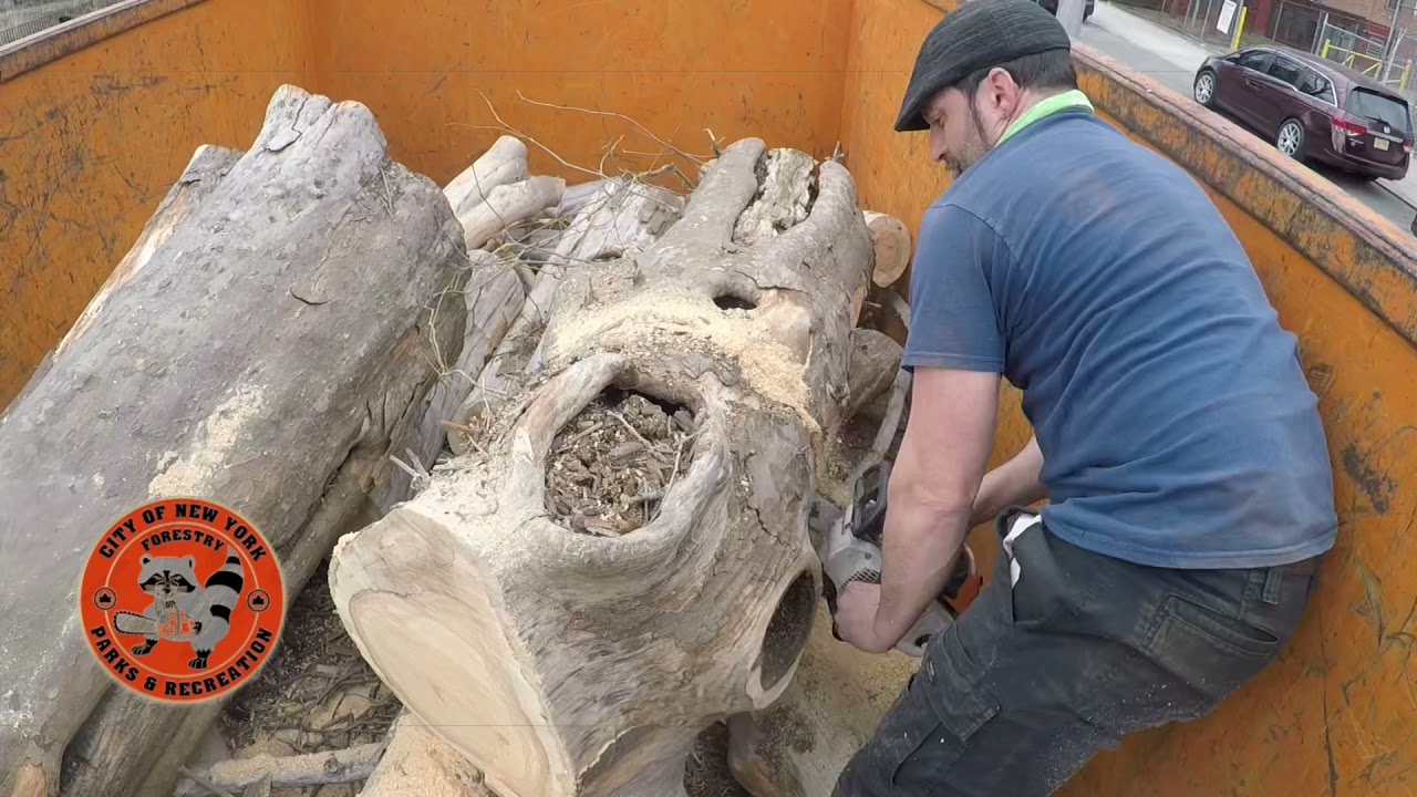 New York City Tree Removal and Rescue