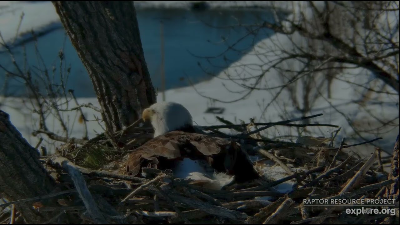 Decorah Eagles 3-17-26, 9:40 am HD brings her another stick, she gets all whiny about it