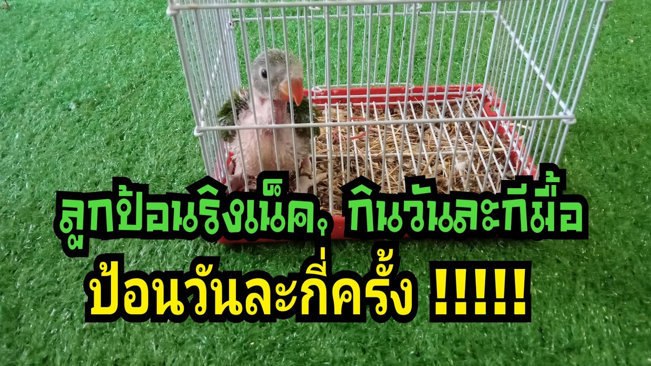 นกแก้วริงเน็ค,ป้อนอาหารวันละกีมื้อ,ช่วงไหนเวลาไหนบาง?? กินเยอะมั้ย#ลูกป้อนริงเน็ค#ป้อนอาการกีมื้อ