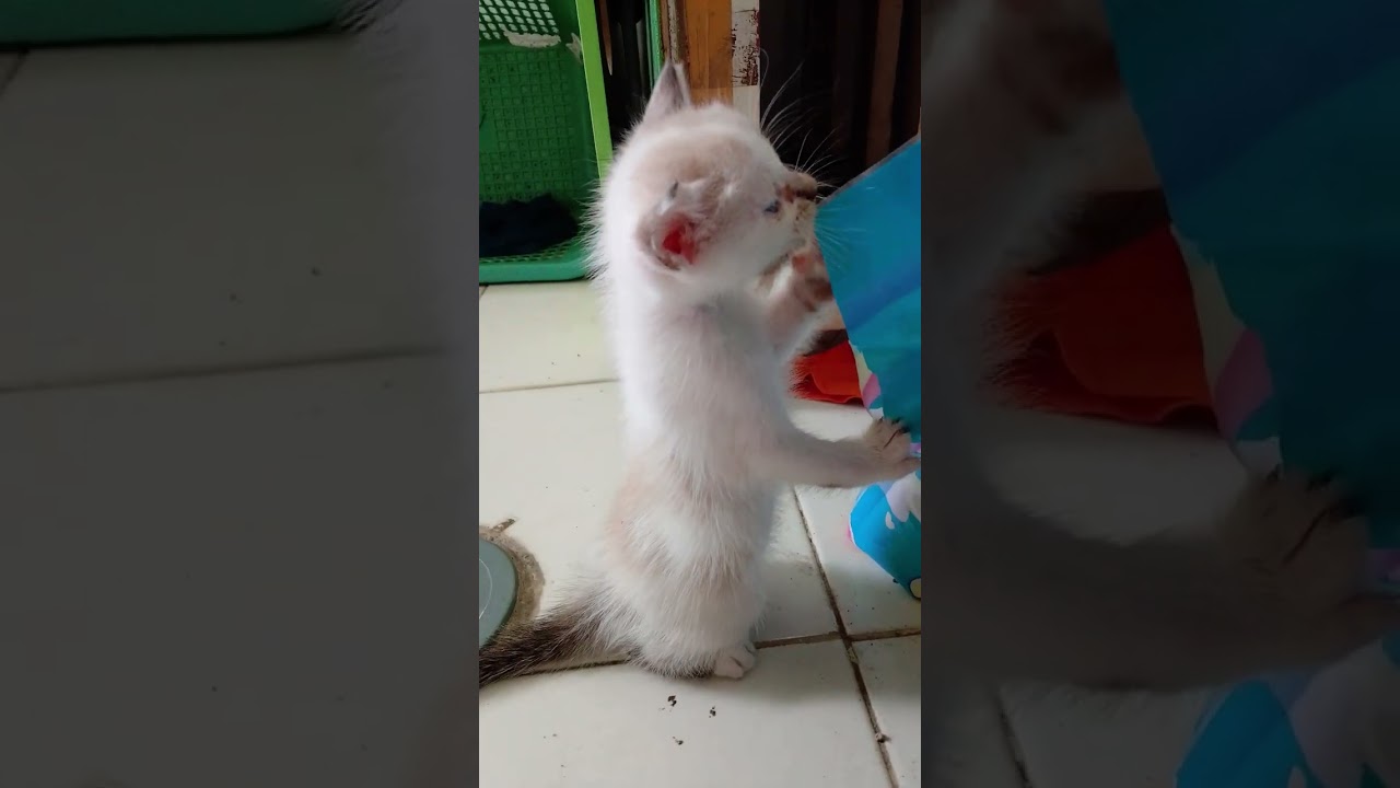 Trio Anabul usia 35 hari