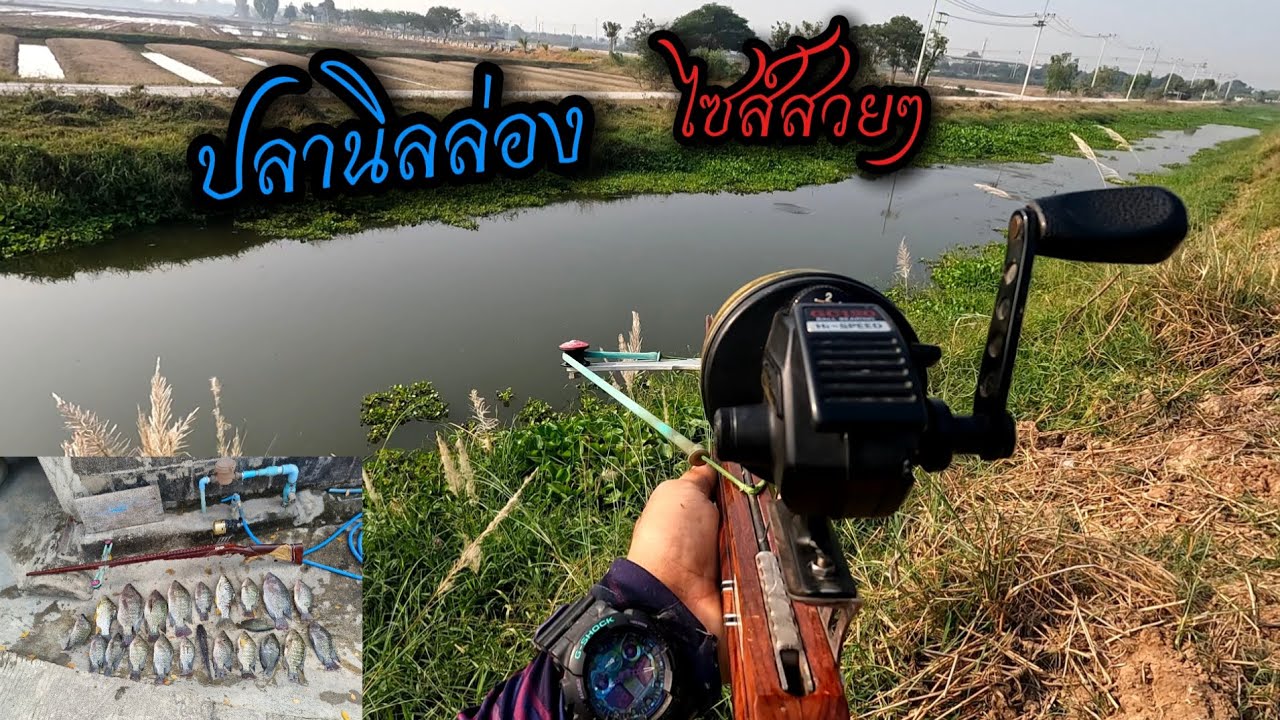ปลานิลสายคลอง ช่างนี้น้ำกำลังดีครับเห็นปลาล่องดีครับ