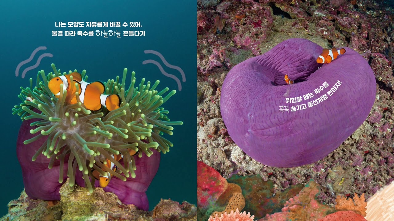 B5 말미잘 흰동가리를 지켜 줘!