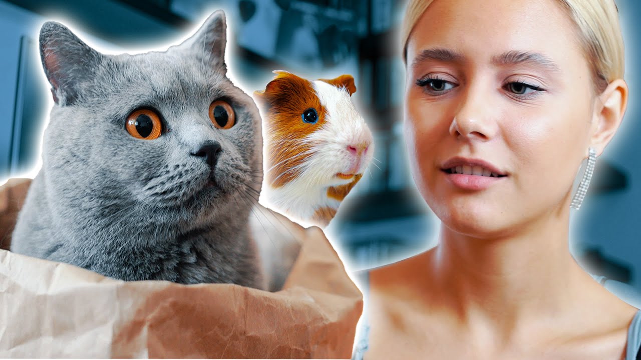 Co myślą: KOTY O LUDZIACH
