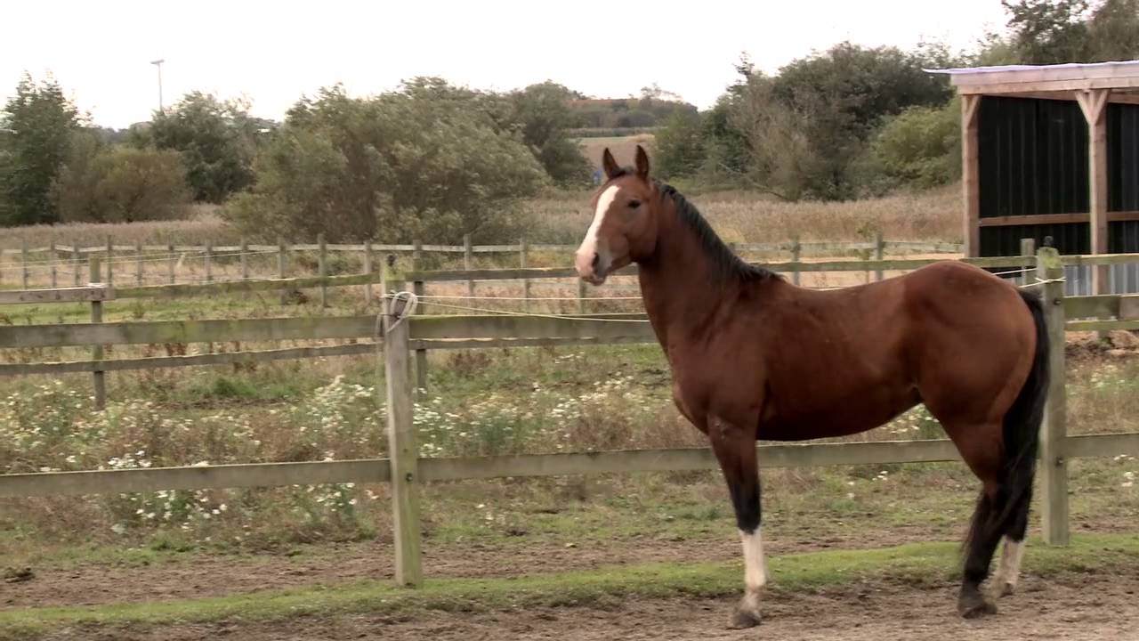 Taming young, wild stallion: When Horses Choose by Mia Lykke Nielsen