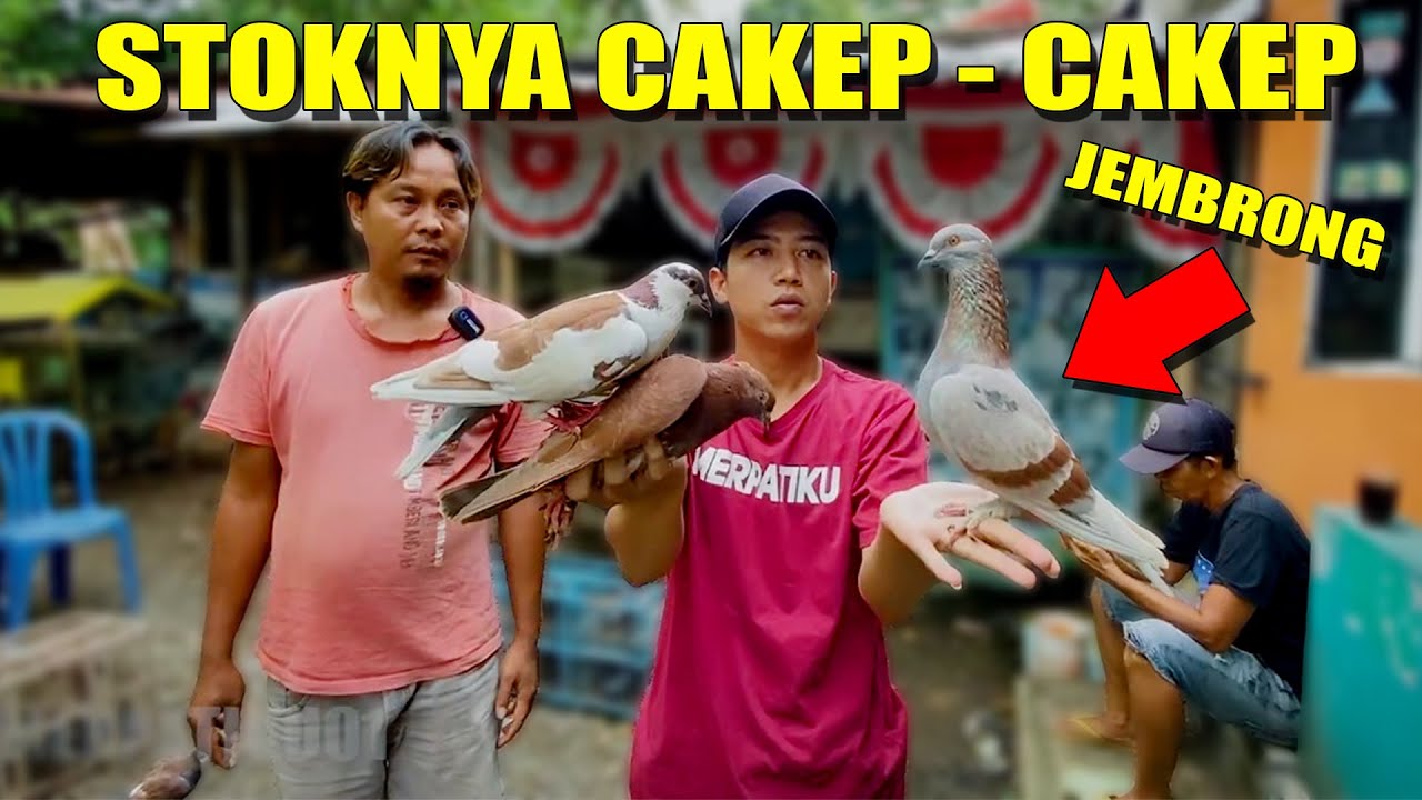 GREBEK! PENJUAL MERPATI INI STOKNYA BANYAK BANGET