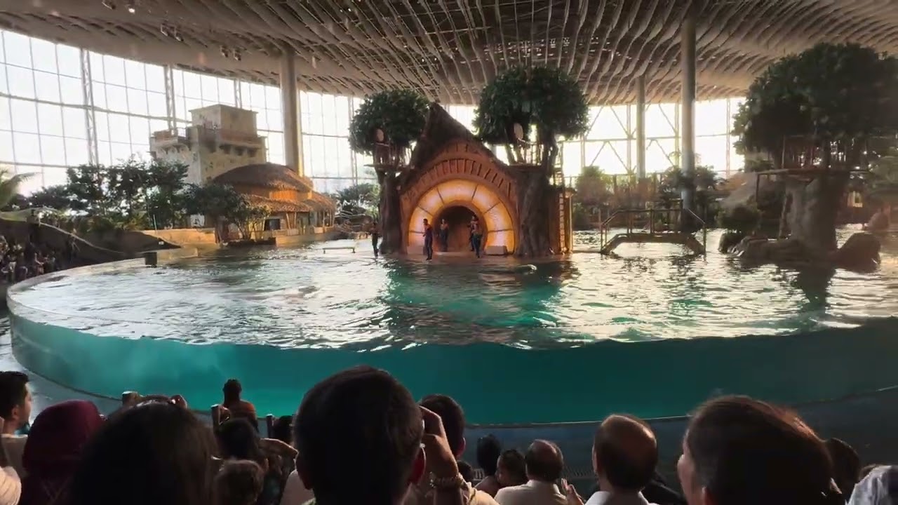 When dolphins decide to prank the audience 😄#love #shorts 
